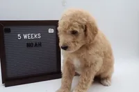 Noah, a male Goldendoodle for sale in Cottonwood, AZ – 4 of 8