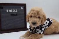 Noah, a male Goldendoodle for sale in Cottonwood, AZ – 6 of 8