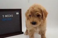 Isaiah, a male Goldendoodle for sale in Cottonwood, AZ – 2 of 9