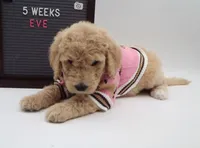 Eve, a female Goldendoodle for sale in Cottonwood, AZ – 6 of 7