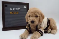 Moses, a male Goldendoodle for sale in Cottonwood, AZ – 3 of 9