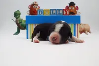Dolly, a female Bernedoodle for sale in Cottonwood, AZ – 3 of 9