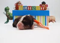 Slinky, a female Bernedoodle for sale in Cottonwood, AZ – 10 of 10