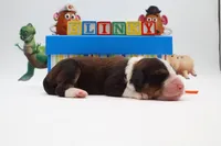 Slinky, a female Bernedoodle for sale in Cottonwood, AZ – 1 of 10