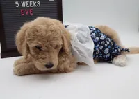 Eve, a female Goldendoodle for sale in Cottonwood, AZ – 3 of 7