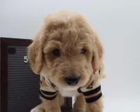 Noah, a male Goldendoodle for sale in Cottonwood, AZ – 8 of 8