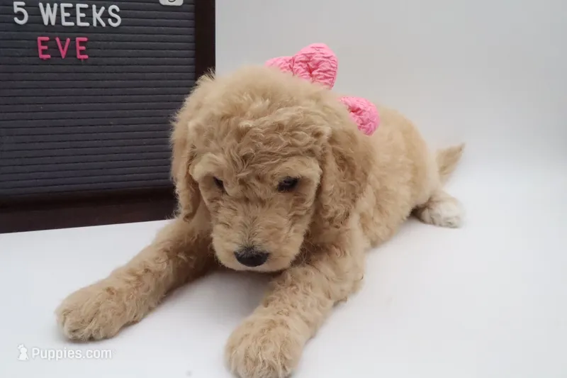 Eve – Goldendoodle puppy for sale in Cottonwood, AZ