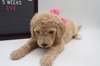 Eve, a female Goldendoodle for sale in Cottonwood, AZ – 1 of 7