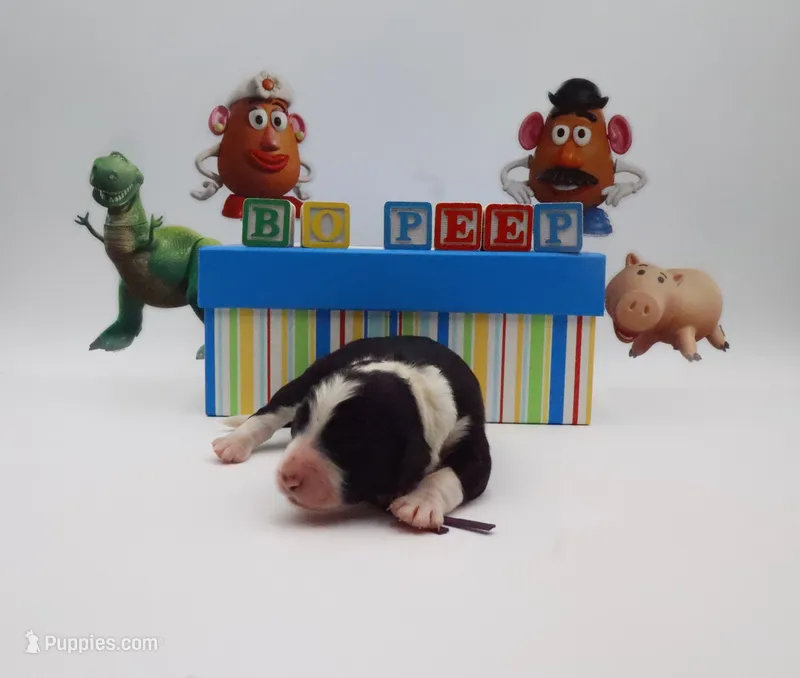 Bo Peeep – Bernedoodle puppy for sale in Cottonwood, AZ