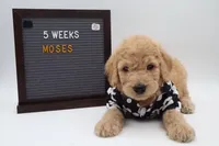 Moses, a male Goldendoodle for sale in Cottonwood, AZ – 6 of 9