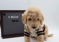 Noah, a male Goldendoodle for sale in Cottonwood, AZ – 7 of 8