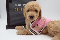 Genesis, a female Goldendoodle for sale in Cottonwood, AZ – 10 of 10