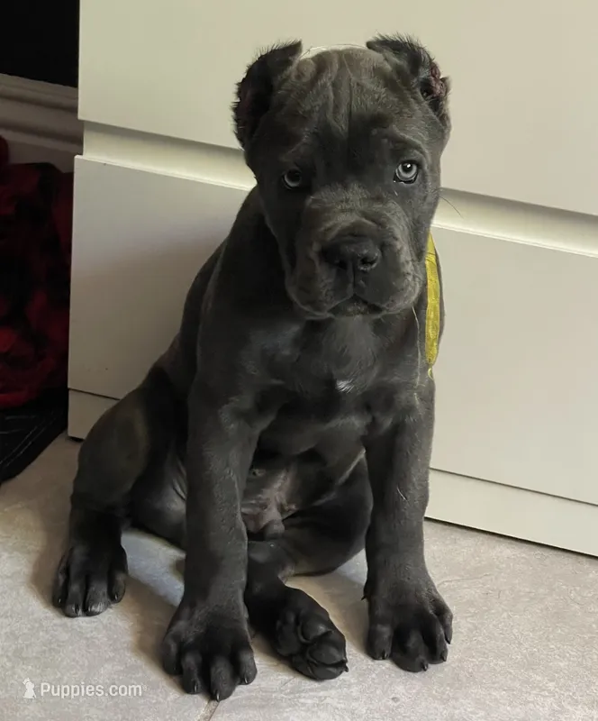 Kilo – Cane Corso puppy for sale in Stockton, CA