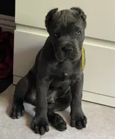 Kilo, a male Cane Corso for sale in Stockton, CA – 1 of 1