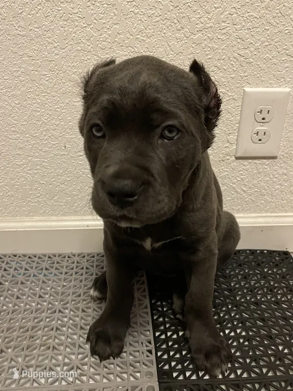 Wonder woman , a female Cane Corso for sale in Stockton, CA – 1 of 1
