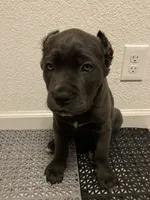 Wonder woman , a female Cane Corso for sale in Stockton, CA – 1 of 1