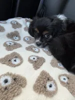 Teddy , a male Cavalier King Charles Spaniel for sale in Westwego, LA – 2 of 4