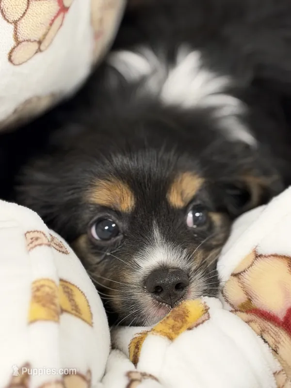 Teddy  – Cavalier King Charles Spaniel puppy for sale in Westwego, LA