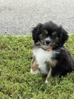 Teddy , a male Cavalier King Charles Spaniel for sale in Westwego, LA – 3 of 4