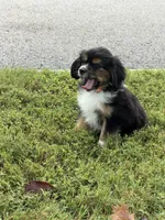 Teddy , a male Cavalier King Charles Spaniel for sale in Westwego, LA – 4 of 4