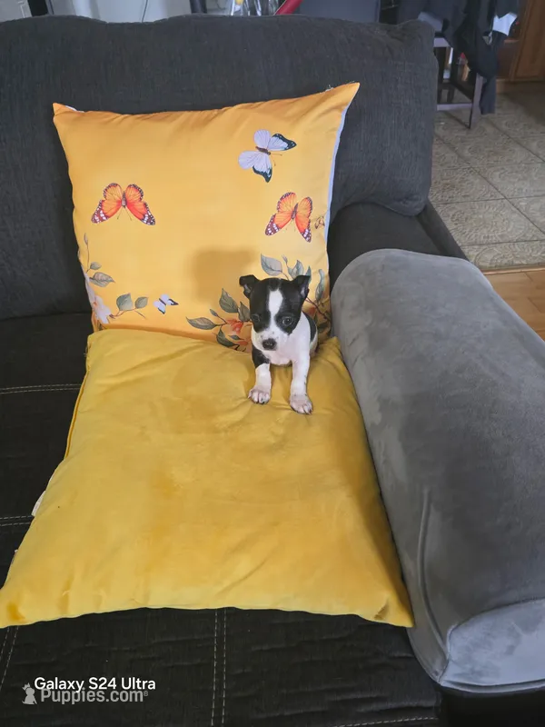 White – Chihuahua puppy for sale in Bradenton, FL