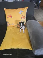 White, a male Chihuahua for sale in Bradenton, FL – 1 of 3