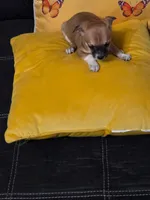 Brown, a male Chihuahua for sale in Bradenton, FL – 3 of 4