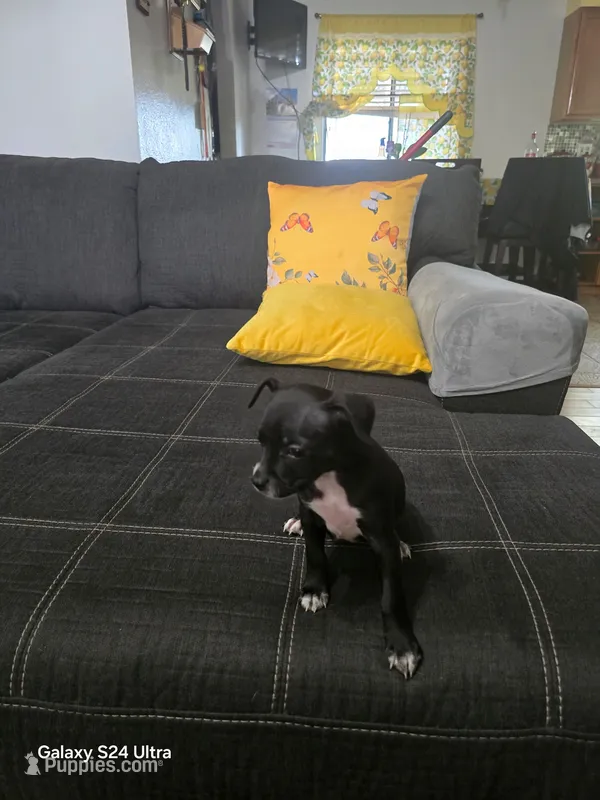 Black – Chihuahua puppy for sale in Bradenton, FL