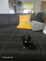 Black, a female Chihuahua for sale in Bradenton, FL – 3 of 3