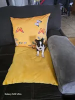 White 2, a male Chihuahua for sale in Bradenton, FL – 3 of 3