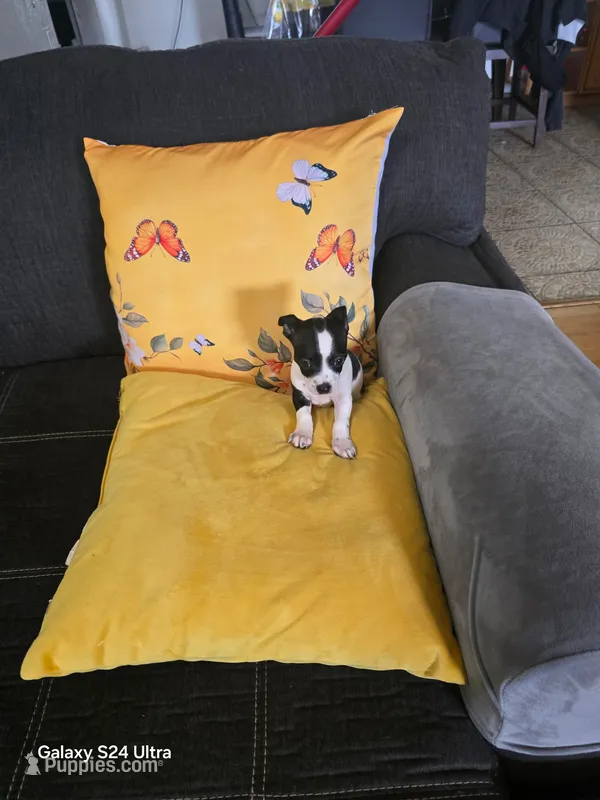 White 2 – Chihuahua puppy for sale in Bradenton, FL