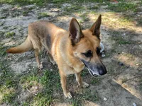Faith, a female German Shepherd Dog for sale in Chesapeake, VA – 7 of 8