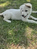 Hope, a female German Shepherd Dog for sale in Chesapeake, VA – 3 of 5