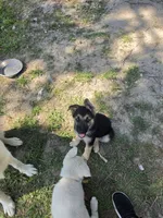 Grace, a female German Shepherd Dog for sale in Chesapeake, VA – 3 of 6