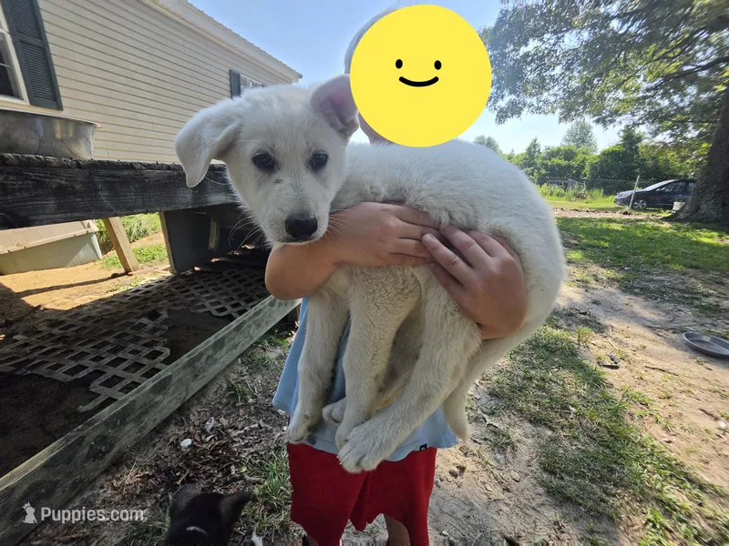 Hope – German Shepherd Dog puppy for sale in Chesapeake, VA