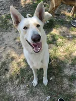 Faith, a female German Shepherd Dog for sale in Chesapeake, VA – 5 of 8