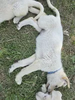 Joy, a female German Shepherd Dog for sale in Chesapeake, VA – 2 of 4