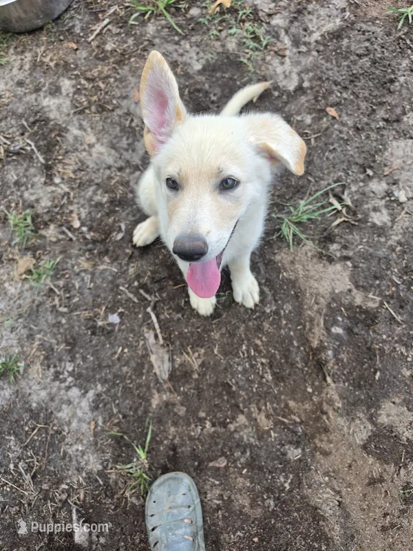 Joy – German Shepherd Dog puppy for sale in Chesapeake, VA