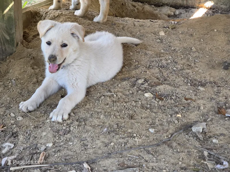 Joy – German Shepherd Dog puppy for sale in Chesapeake, VA