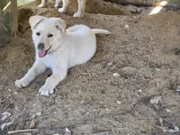 Joy, a female German Shepherd Dog for sale in Chesapeake, VA – 1 of 4