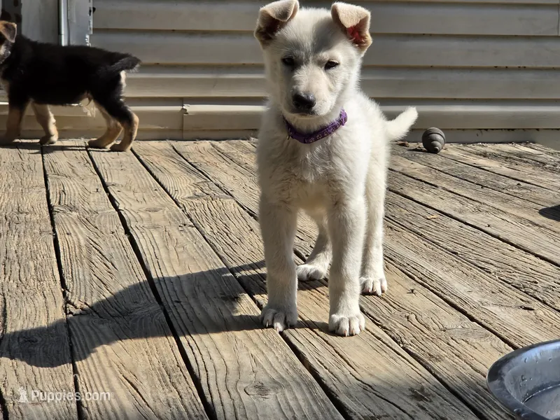 Faith – German Shepherd Dog puppy for sale in Chesapeake, VA