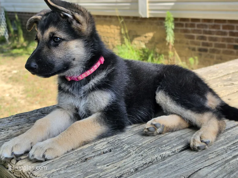 Grace – German Shepherd Dog puppy for sale in Chesapeake, VA