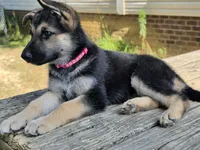 Grace, a female German Shepherd Dog for sale in Chesapeake, VA – 1 of 6