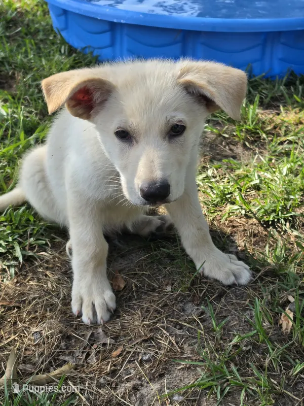 Promise – German Shepherd Dog puppy for sale in Chesapeake, VA