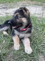 Grace, a female German Shepherd Dog for sale in Chesapeake, VA – 6 of 6