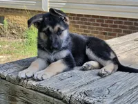Grace, a female German Shepherd Dog for sale in Chesapeake, VA – 2 of 6