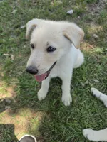 Joy, a female German Shepherd Dog for sale in Chesapeake, VA – 4 of 4
