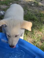 Promise, a male German Shepherd Dog for sale in Chesapeake, VA – 2 of 3