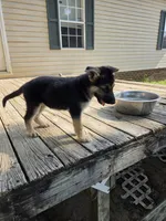 Grace, a female German Shepherd Dog for sale in Chesapeake, VA – 4 of 6
