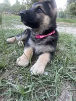 Grace, a female German Shepherd Dog for sale in Chesapeake, VA – 5 of 6